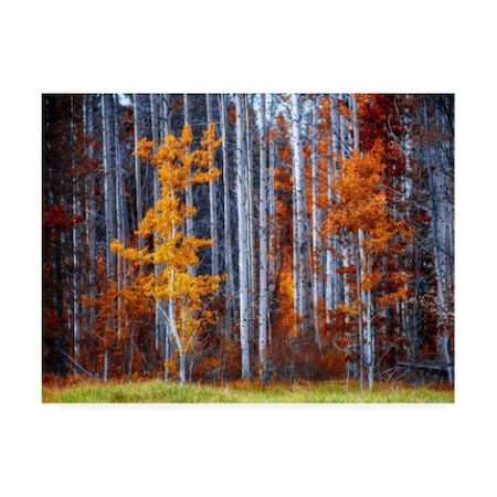 Vladimir Kostk 'Autumn Birches Forest' Canvas Art,18x24